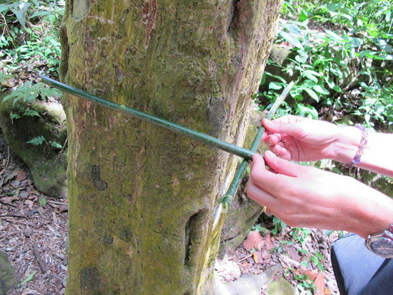 هل سمعت عن وادي الأشجار المربعة من قبل؟ تعرف عليه! صورة رقم 3