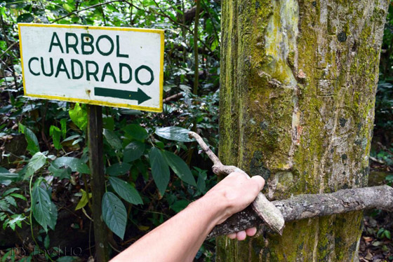 هل سمعت عن وادي الأشجار المربعة من قبل؟ تعرف عليه! صورة رقم 5