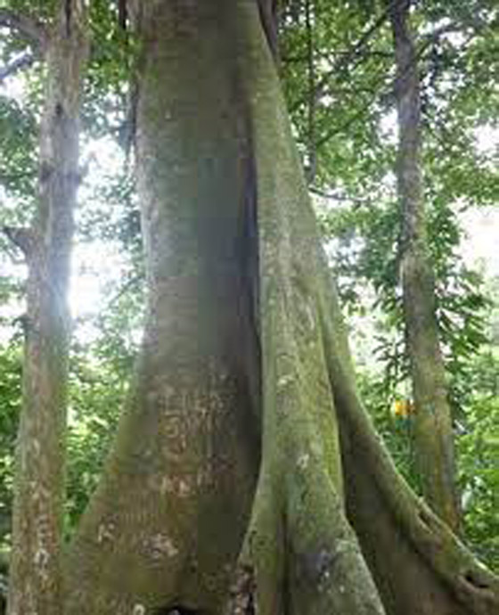 هل سمعت عن وادي الأشجار المربعة من قبل؟ تعرف عليه! صورة رقم 6