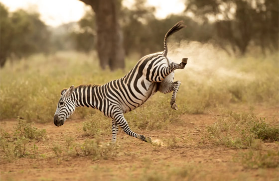 في كينيا.. مصور يُفاجَأ بمشهد طريف لحمار وحشي 