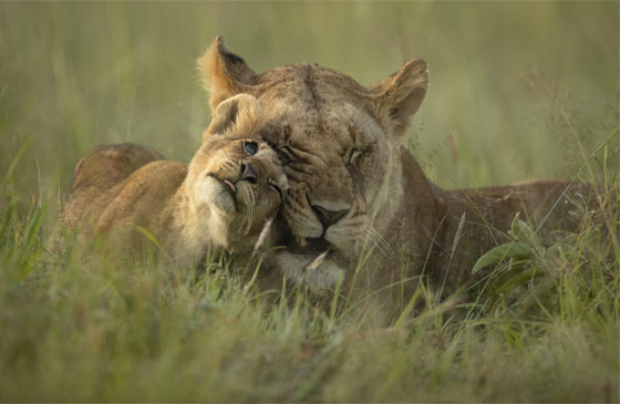 في كينيا.. مصور يُفاجَأ بمشهد طريف لحمار وحشي 