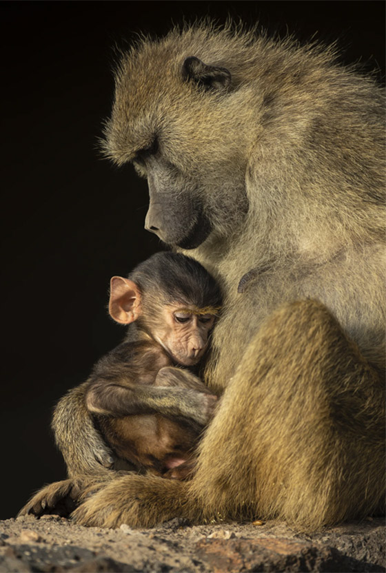 في كينيا.. مصور يُفاجَأ بمشهد طريف لحمار وحشي 