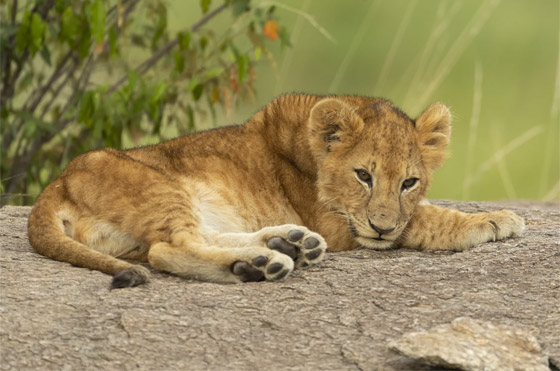 في كينيا.. مصور يُفاجَأ بمشهد طريف لحمار وحشي 