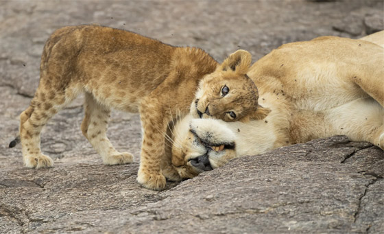 في كينيا.. مصور يُفاجَأ بمشهد طريف لحمار وحشي 