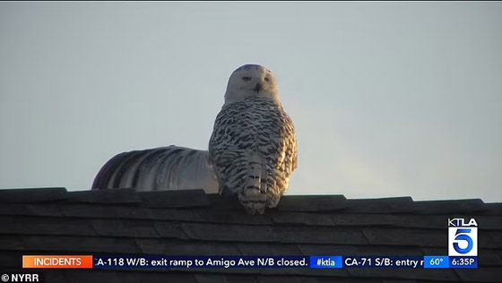 بومة نادرة تصبح 