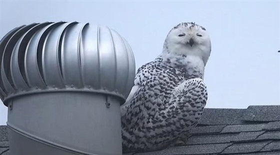 بومة نادرة تصبح 