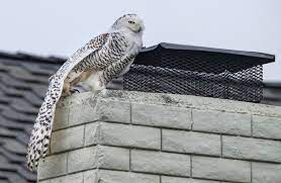 بومة نادرة تصبح 