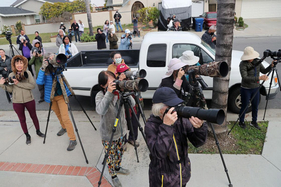 بومة نادرة تصبح 