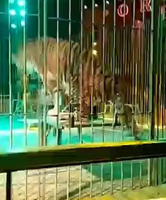 نمر يغدر بمدربه.. سحبه إلى الأرض وقفز على ظهره وسط صراخ الجمهور صورة رقم 2 نمر يغدر بمدربه.. سحبه إلى الأرض وقفز على ظهره وسط صراخ الجمهور صورة رقم 2