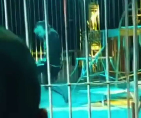 نمر يغدر بمدربه.. سحبه إلى الأرض وقفز على ظهره وسط صراخ الجمهور صورة رقم 4 نمر يغدر بمدربه.. سحبه إلى الأرض وقفز على ظهره وسط صراخ الجمهور صورة رقم 4