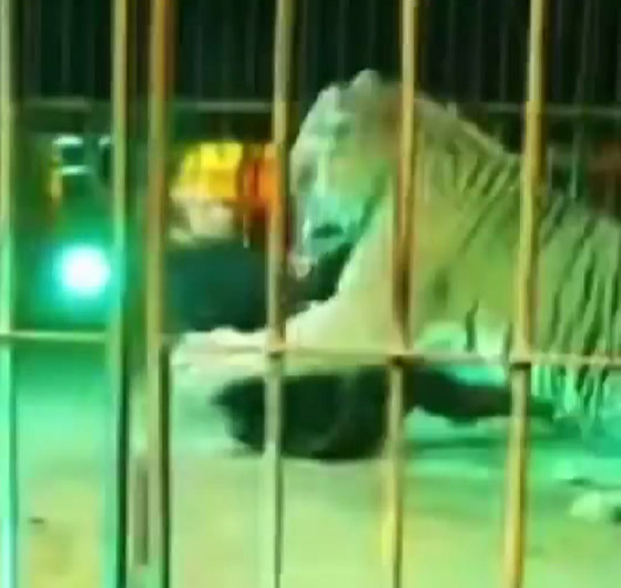 نمر يغدر بمدربه.. سحبه إلى الأرض وقفز على ظهره وسط صراخ الجمهور صورة رقم 6 نمر يغدر بمدربه.. سحبه إلى الأرض وقفز على ظهره وسط صراخ الجمهور صورة رقم 6