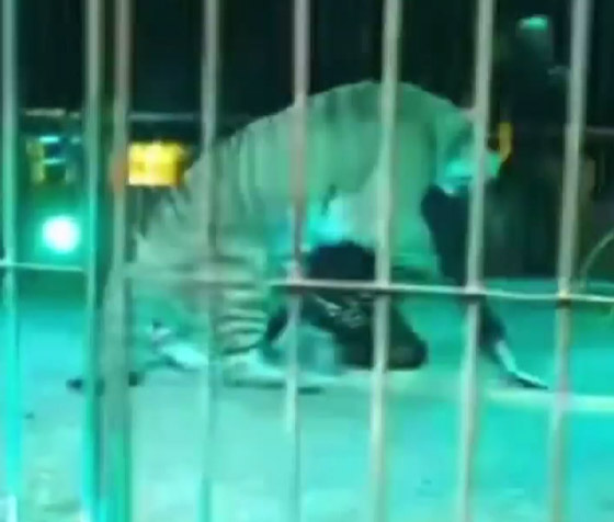 نمر يغدر بمدربه.. سحبه إلى الأرض وقفز على ظهره وسط صراخ الجمهور صورة رقم 7 نمر يغدر بمدربه.. سحبه إلى الأرض وقفز على ظهره وسط صراخ الجمهور صورة رقم 7