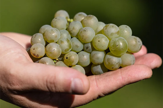 أكل العنب وشرب الرماد.. عادات غريبة في استقبال العام الجديد صورة رقم 1