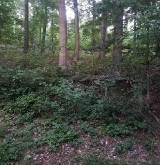 إذا عثرت على الثعلب وسط الغابة بـ9 ثوان.. فلديك عيون النسر بلا شك! صورة رقم 1