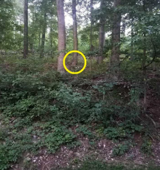 إذا عثرت على الثعلب وسط الغابة بـ9 ثوان.. فلديك عيون النسر بلا شك! صورة رقم 2