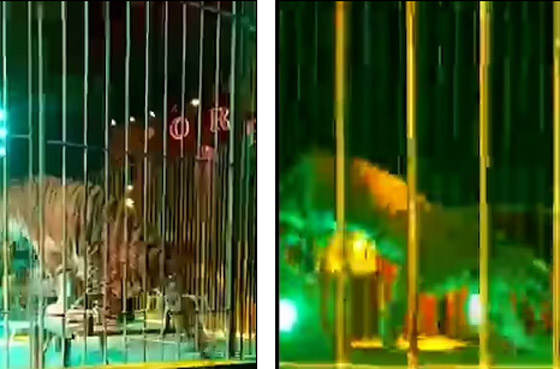 نجا بأعجوبة.. نمور تغدر بمدربها أثناء عرض فى سيرك بإيطاليا.. فيديو وصور صورة رقم 1