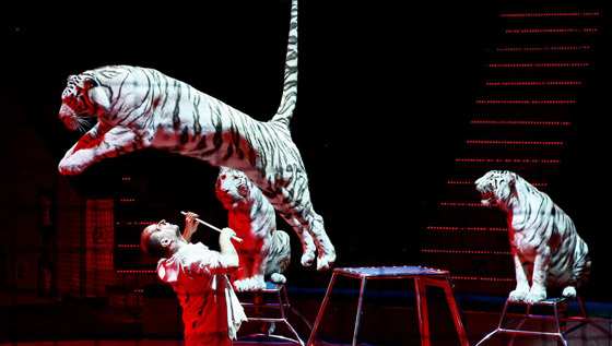 نجا بأعجوبة.. نمور تغدر بمدربها أثناء عرض فى سيرك بإيطاليا.. فيديو وصور صورة رقم 2