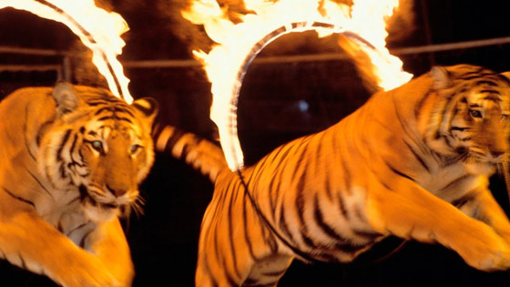 نجا بأعجوبة.. نمور تغدر بمدربها أثناء عرض فى سيرك بإيطاليا.. فيديو وصور صورة رقم 5