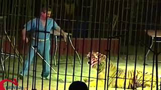 نجا بأعجوبة.. نمور تغدر بمدربها أثناء عرض فى سيرك بإيطاليا.. فيديو وصور صورة رقم 6