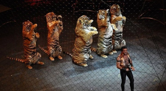 نجا بأعجوبة.. نمور تغدر بمدربها أثناء عرض فى سيرك بإيطاليا.. فيديو وصور صورة رقم 7