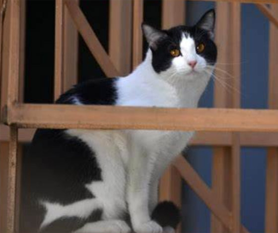 إليكم أشهر الحيوانات التي تم ترشيحها وتوليها لمناصب سياسية مهمة صورة رقم 1 إليكم أشهر الحيوانات التي تم ترشيحها وتوليها لمناصب سياسية مهمة صورة رقم 1