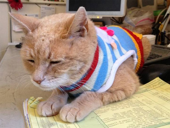 إليكم أشهر الحيوانات التي تم ترشيحها وتوليها لمناصب سياسية مهمة صورة رقم 2 إليكم أشهر الحيوانات التي تم ترشيحها وتوليها لمناصب سياسية مهمة صورة رقم 2