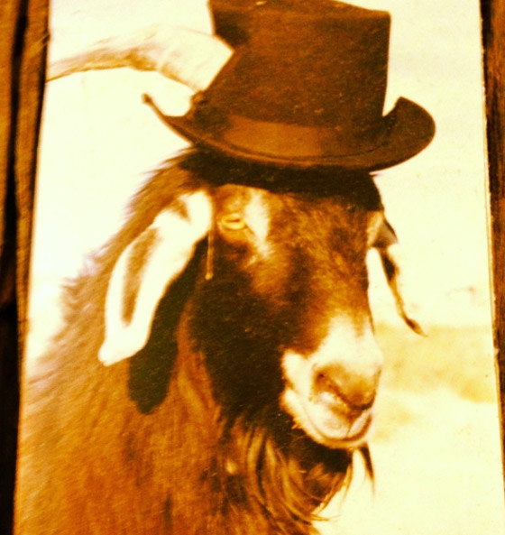 إليكم أشهر الحيوانات التي تم ترشيحها وتوليها لمناصب سياسية مهمة صورة رقم 4 إليكم أشهر الحيوانات التي تم ترشيحها وتوليها لمناصب سياسية مهمة صورة رقم 4