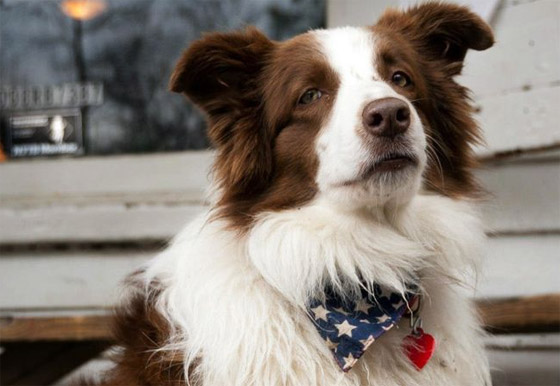 إليكم أشهر الحيوانات التي تم ترشيحها وتوليها لمناصب سياسية مهمة صورة رقم 5 إليكم أشهر الحيوانات التي تم ترشيحها وتوليها لمناصب سياسية مهمة صورة رقم 5