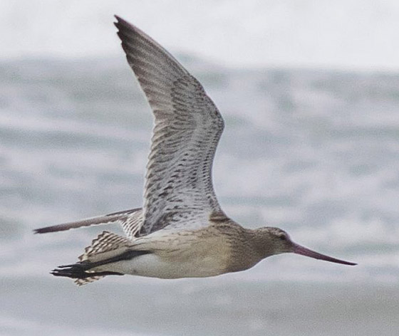 فقد نصف وزنه.. طائر يدخل موسوعة غينيس بأطول مدة طيران! صورة رقم 1 فقد نصف وزنه.. طائر يدخل موسوعة غينيس بأطول مدة طيران! صورة رقم 1