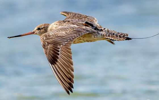 فقد نصف وزنه.. طائر يدخل موسوعة غينيس بأطول مدة طيران! صورة رقم 4 فقد نصف وزنه.. طائر يدخل موسوعة غينيس بأطول مدة طيران! صورة رقم 4