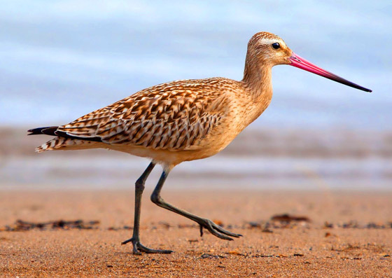 فقد نصف وزنه.. طائر يدخل موسوعة غينيس بأطول مدة طيران! صورة رقم 2 فقد نصف وزنه.. طائر يدخل موسوعة غينيس بأطول مدة طيران! صورة رقم 2