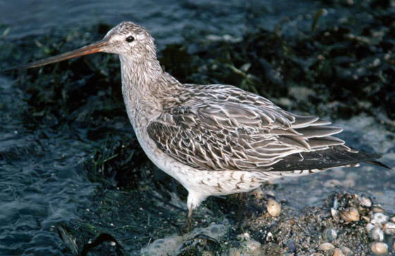 فقد نصف وزنه.. طائر يدخل موسوعة غينيس بأطول مدة طيران! صورة رقم 6 فقد نصف وزنه.. طائر يدخل موسوعة غينيس بأطول مدة طيران! صورة رقم 6