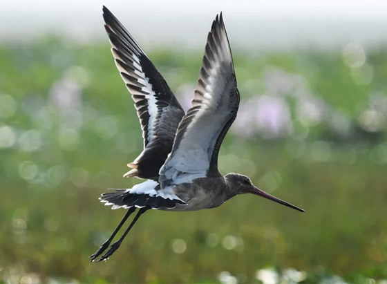 فقد نصف وزنه.. طائر يدخل موسوعة غينيس بأطول مدة طيران! صورة رقم 3 فقد نصف وزنه.. طائر يدخل موسوعة غينيس بأطول مدة طيران! صورة رقم 3