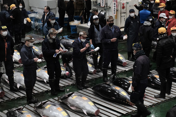 بأول مزاد في اليابان بـ2023.. بيع سمكة تونة بـ266 ألف دولار! صورة رقم 2