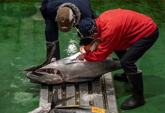 بأول مزاد في اليابان بـ2023.. بيع سمكة تونة بـ266 ألف دولار! صورة رقم 3