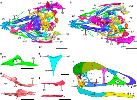 اكتشاف غريب الأطوار.. حيوان برأس ديناصور وجسم طائر! فيديو وصور صورة رقم 2 اكتشاف غريب الأطوار.. حيوان برأس ديناصور وجسم طائر! فيديو وصور صورة رقم 2