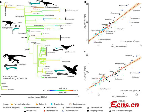 اكتشاف غريب الأطوار.. حيوان برأس ديناصور وجسم طائر! فيديو وصور صورة رقم 8 اكتشاف غريب الأطوار.. حيوان برأس ديناصور وجسم طائر! فيديو وصور صورة رقم 8