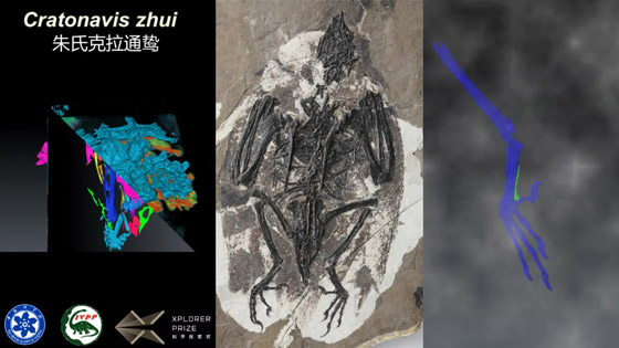 اكتشاف غريب الأطوار.. حيوان برأس ديناصور وجسم طائر! فيديو وصور صورة رقم 5 اكتشاف غريب الأطوار.. حيوان برأس ديناصور وجسم طائر! فيديو وصور صورة رقم 5