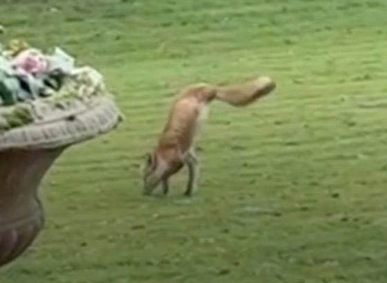 فيديو: عجيبة حيوانية صورها إنجليزي لثعلب ظهر يمشي على ساقيه! صورة رقم 2 فيديو: عجيبة حيوانية صورها إنجليزي لثعلب ظهر يمشي على ساقيه! صورة رقم 2