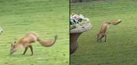 فيديو: عجيبة حيوانية صورها إنجليزي لثعلب ظهر يمشي على ساقيه! صورة رقم 3 فيديو: عجيبة حيوانية صورها إنجليزي لثعلب ظهر يمشي على ساقيه! صورة رقم 3