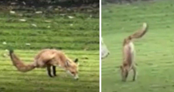 فيديو: عجيبة حيوانية صورها إنجليزي لثعلب ظهر يمشي على ساقيه! صورة رقم 4 فيديو: عجيبة حيوانية صورها إنجليزي لثعلب ظهر يمشي على ساقيه! صورة رقم 4