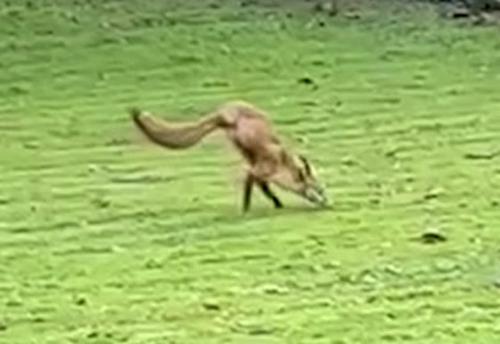 فيديو: عجيبة حيوانية صورها إنجليزي لثعلب ظهر يمشي على ساقيه! صورة رقم 5 فيديو: عجيبة حيوانية صورها إنجليزي لثعلب ظهر يمشي على ساقيه! صورة رقم 5