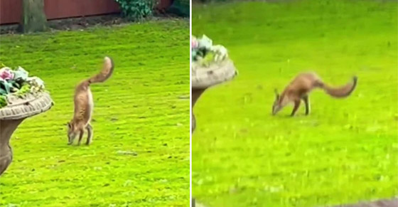 فيديو: عجيبة حيوانية صورها إنجليزي لثعلب ظهر يمشي على ساقيه! صورة رقم 1 فيديو: عجيبة حيوانية صورها إنجليزي لثعلب ظهر يمشي على ساقيه! صورة رقم 1