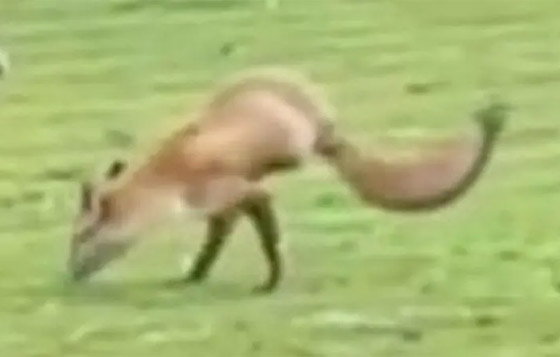 فيديو: عجيبة حيوانية صورها إنجليزي لثعلب ظهر يمشي على ساقيه! صورة رقم 6 فيديو: عجيبة حيوانية صورها إنجليزي لثعلب ظهر يمشي على ساقيه! صورة رقم 6