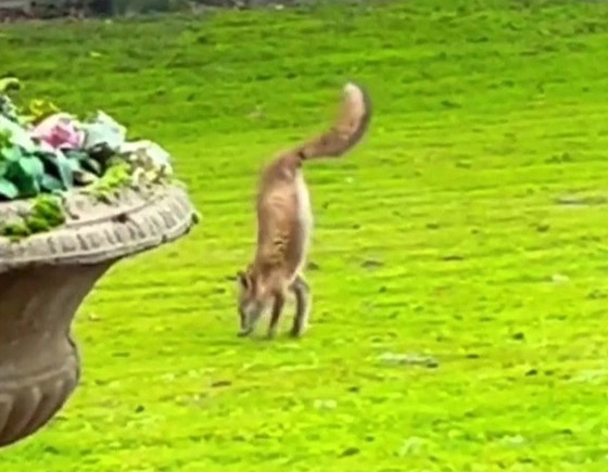 فيديو: عجيبة حيوانية صورها إنجليزي لثعلب ظهر يمشي على ساقيه! صورة رقم 7 فيديو: عجيبة حيوانية صورها إنجليزي لثعلب ظهر يمشي على ساقيه! صورة رقم 7