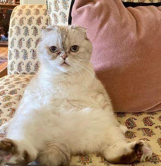 أغنى قطة في العالم.. ثروتها 97 مليون دولار وتملكها ممثلة مشهورة صورة رقم 2