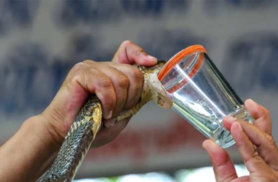 من حلاب الأفاعي إلى النائمة المحترفة.. أغرب 5 وظائف في العالم صورة رقم 5