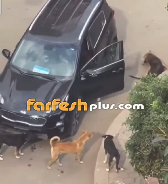 فيديو وصور: الراقصة هندية تلقي كلبها المصاب بالشارع: 