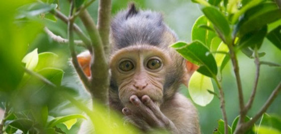 13 حقيقة عن الحيوانات تثير مشاعرك صورة رقم 11 13 حقيقة عن الحيوانات تثير مشاعرك صورة رقم 11