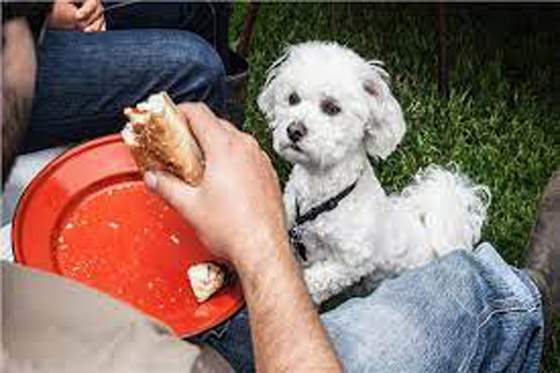 13 حقيقة عن الحيوانات تثير مشاعرك صورة رقم 4 13 حقيقة عن الحيوانات تثير مشاعرك صورة رقم 4